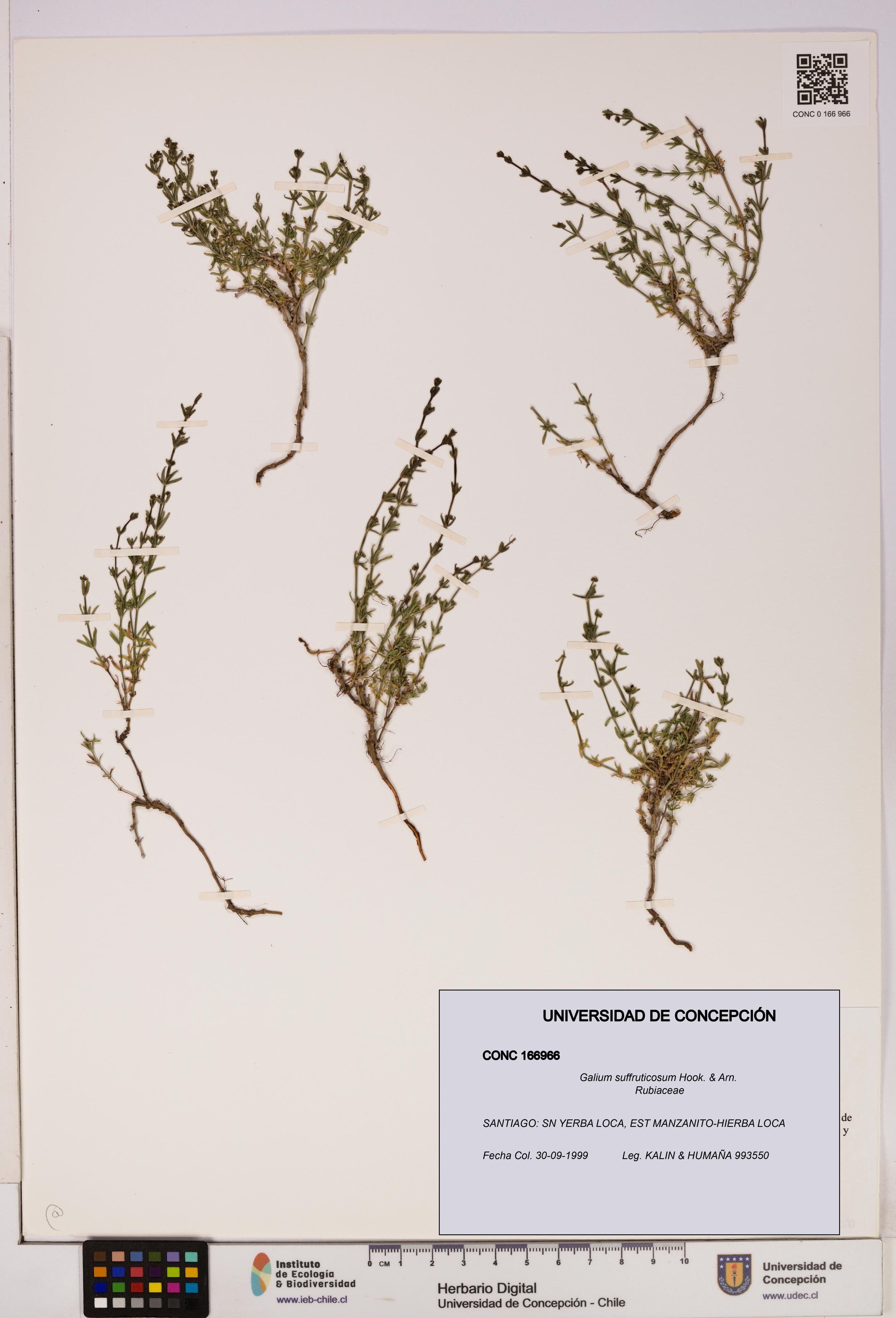 Galium suffruticosum [Espécimen: UDEC:CONC:0166966]