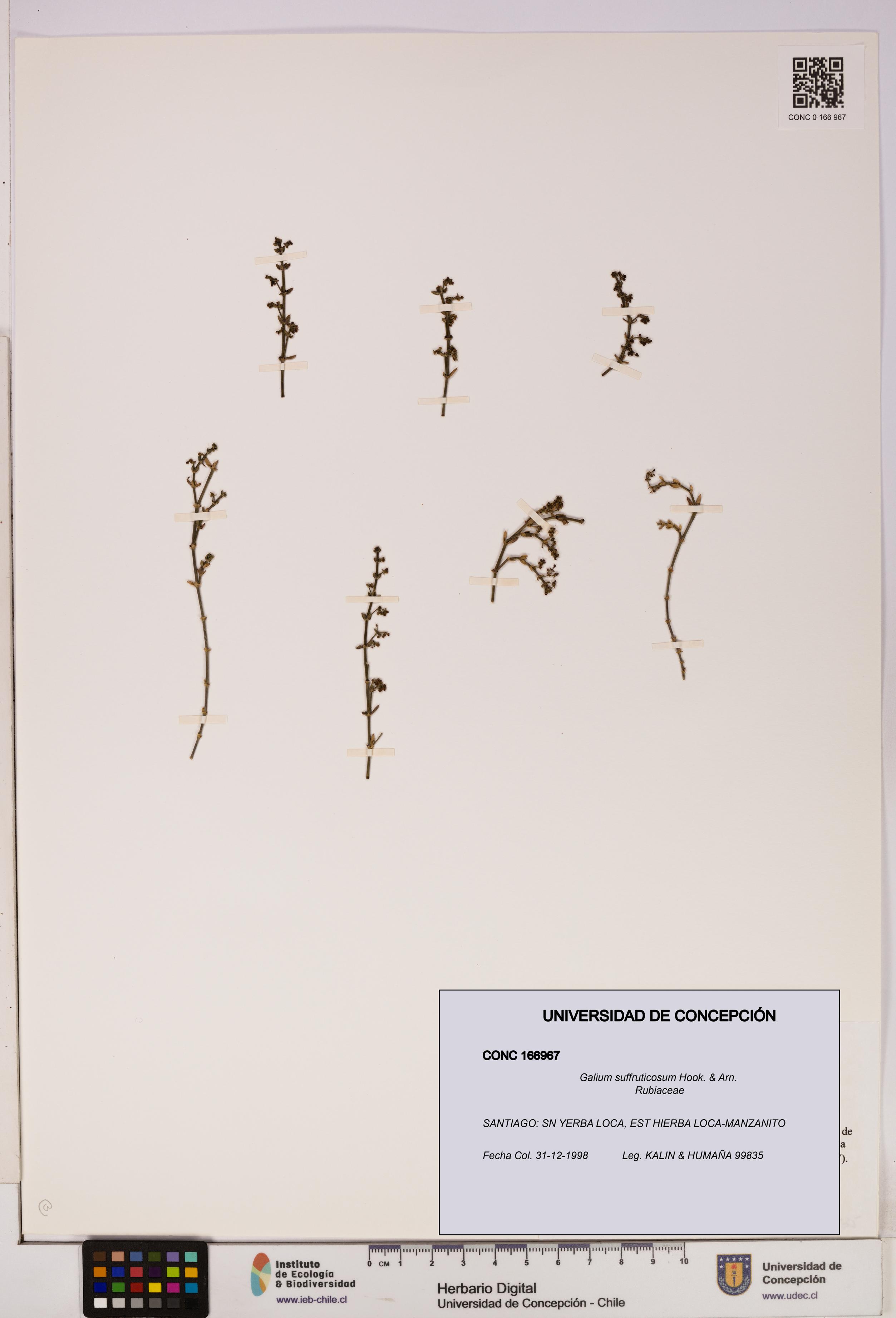 Galium suffruticosum [Espécimen: UDEC:CONC:0166967]