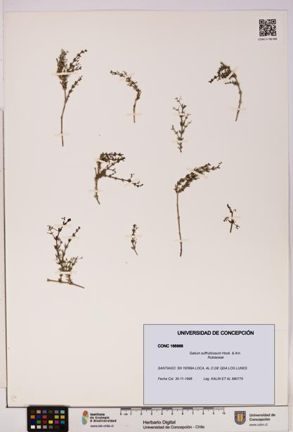 Galium suffruticosum [Espécimen: UDEC:CONC:0166968]