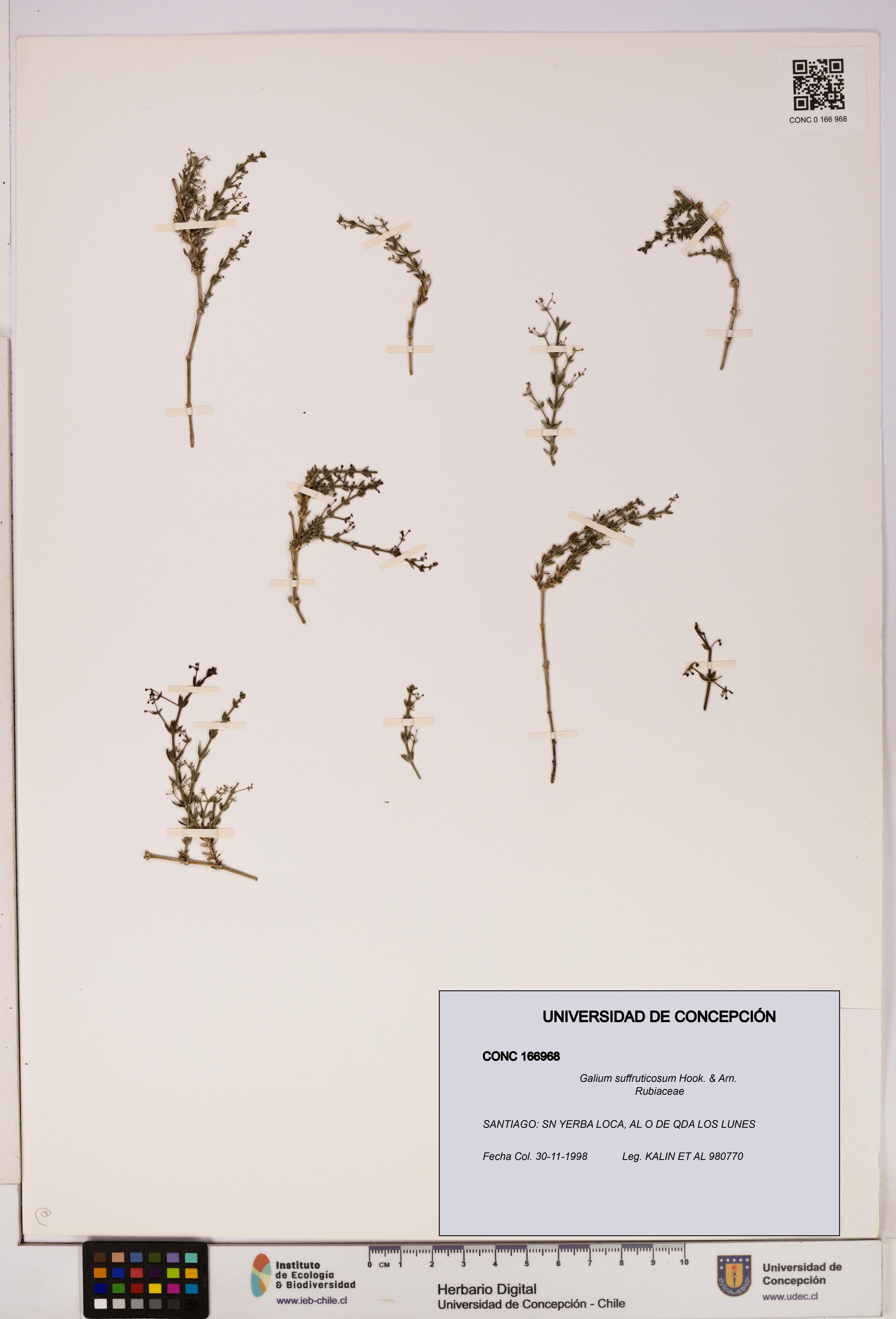 Galium suffruticosum [Espécimen: UDEC:CONC:0166968]