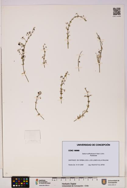 Galium suffruticosum [Espécimen: UDEC:CONC:0166969]