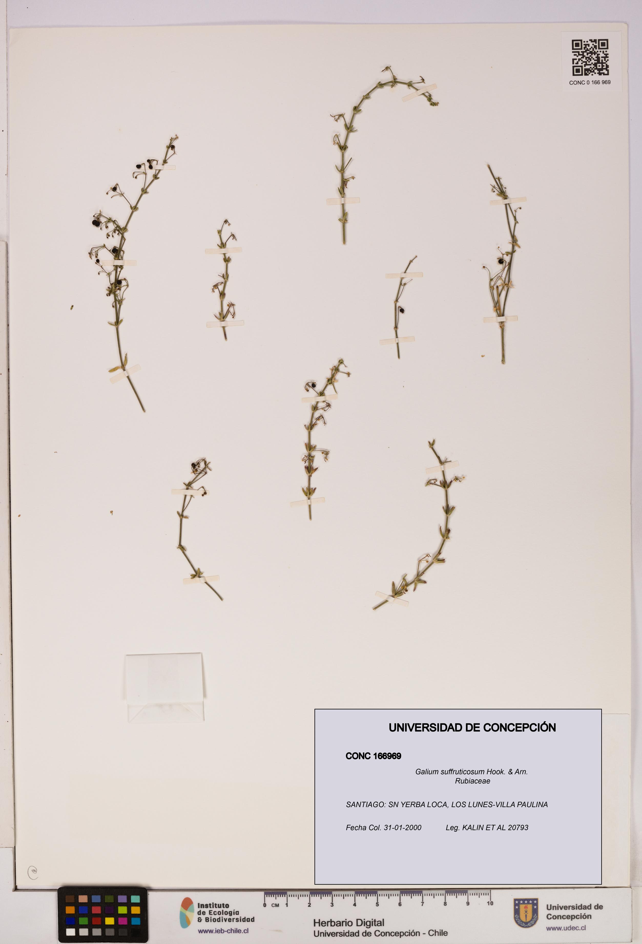 Galium suffruticosum [Espécimen: UDEC:CONC:0166969]