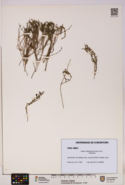 Galium suffruticosum [Espécimen: UDEC:CONC:0166970]