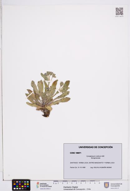 Cynoglossum creticum [Espécimen: ]