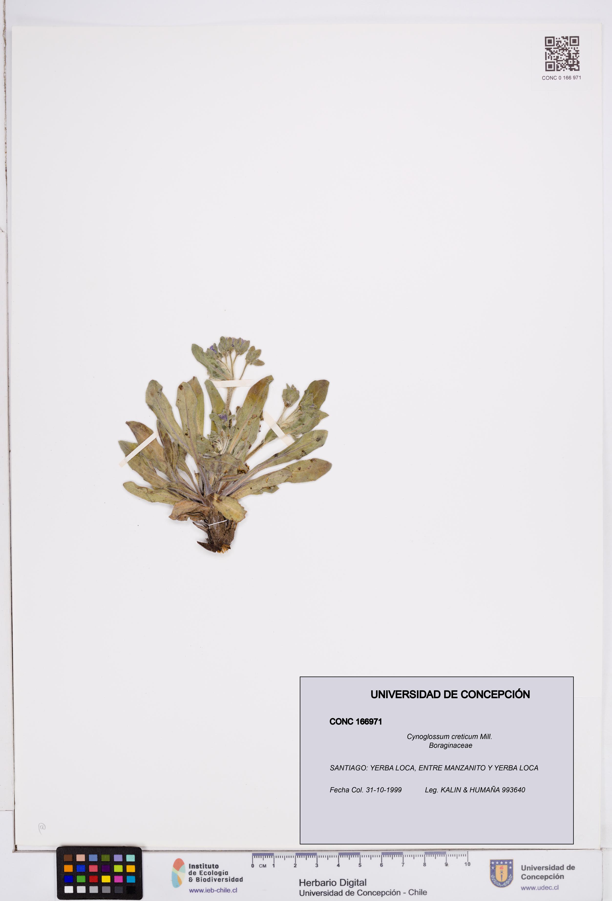 Cynoglossum creticum [Espécimen: ]