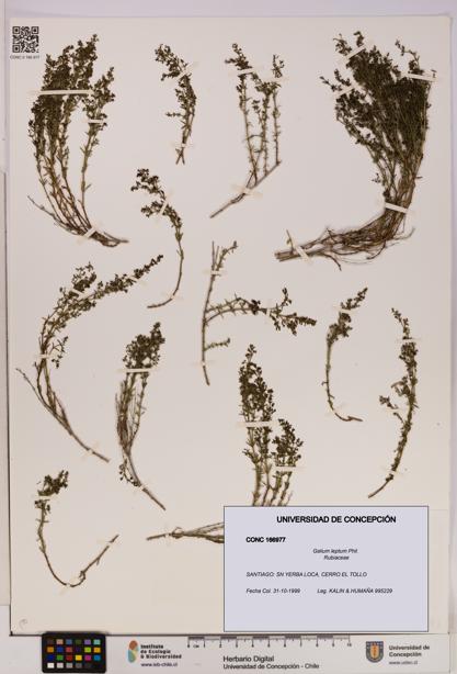 Galium leptum [Espécimen: UDEC:CONC:0166977]