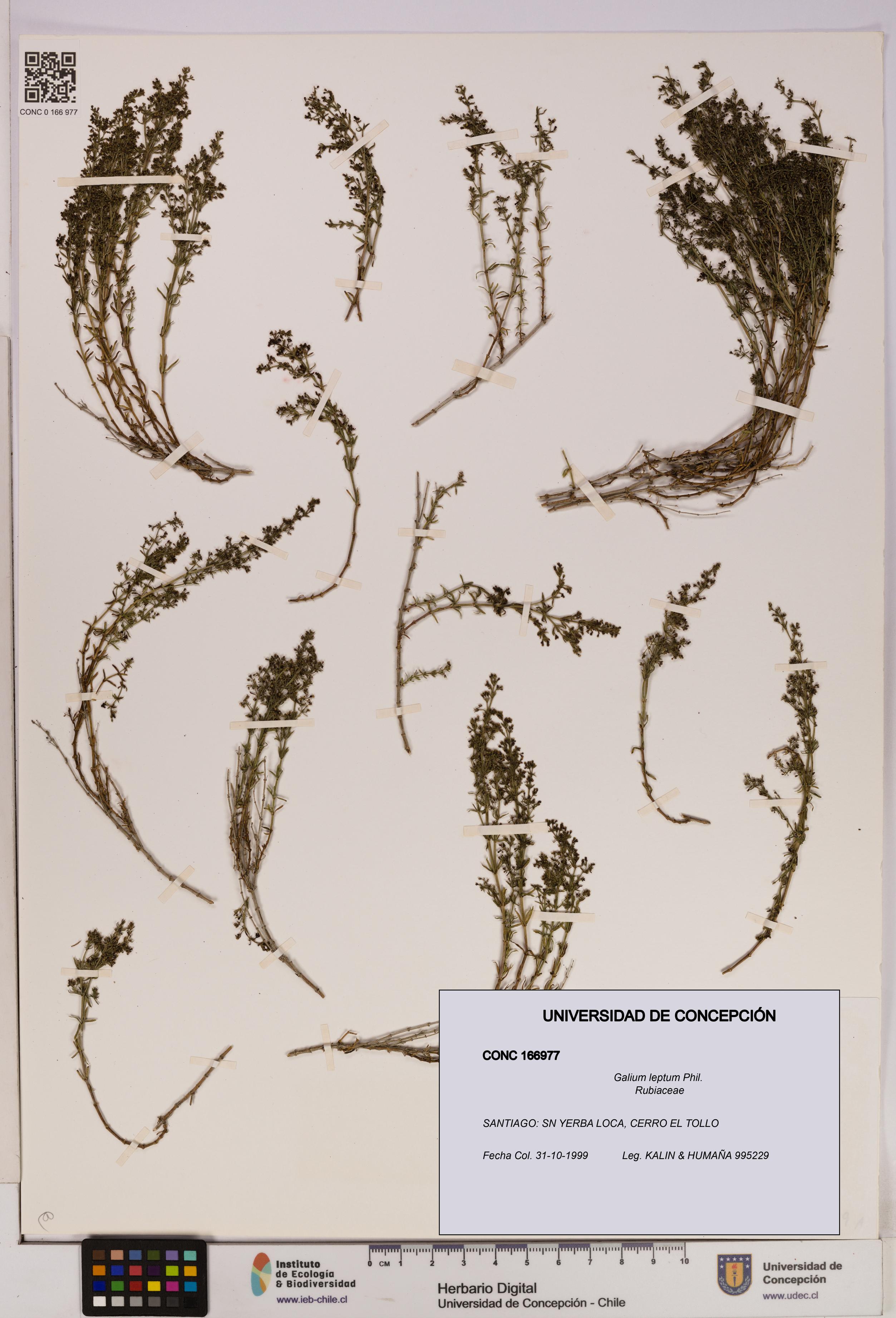 Galium leptum [Espécimen: UDEC:CONC:0166977]