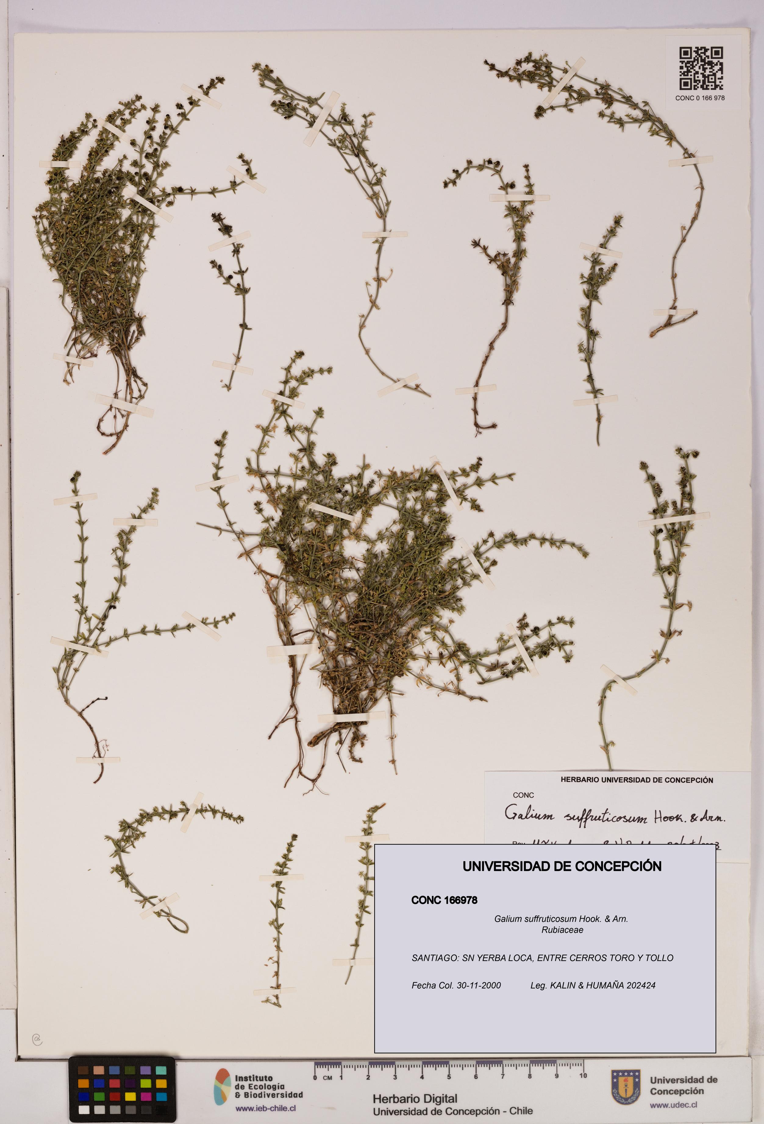 Galium suffruticosum [Espécimen: UDEC:CONC:0166978]