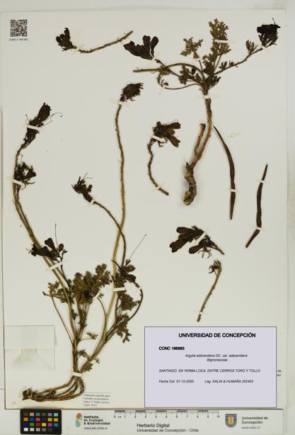 Argylia adscendens [Espécimen: UDEC:CONC:0166983]