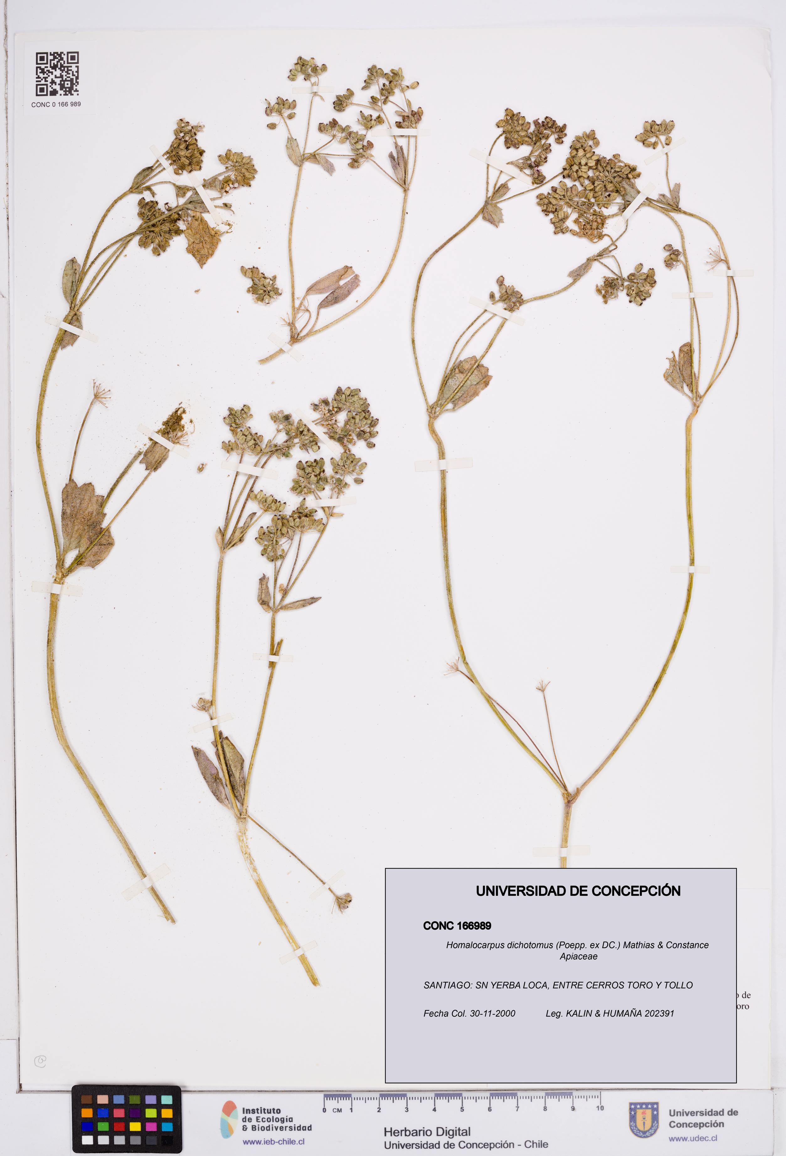Homalocarpus dichotomus [Espécimen: ]