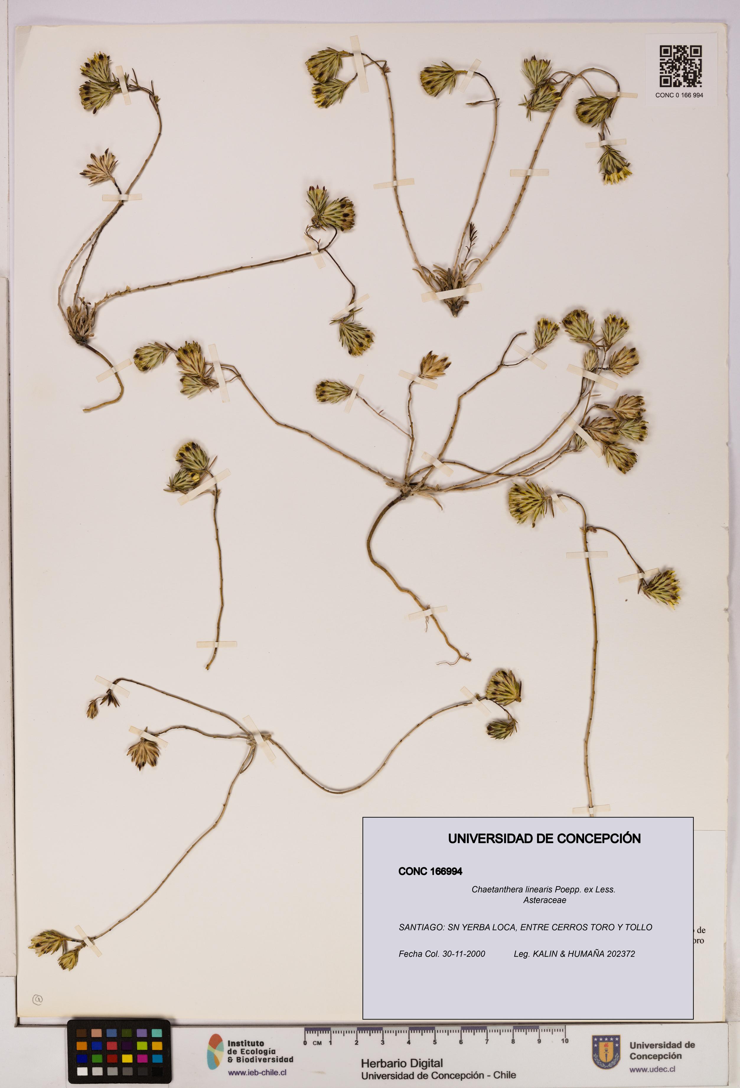 Chaetanthera linearis [Espécimen: UDEC:CONC:0166994]
