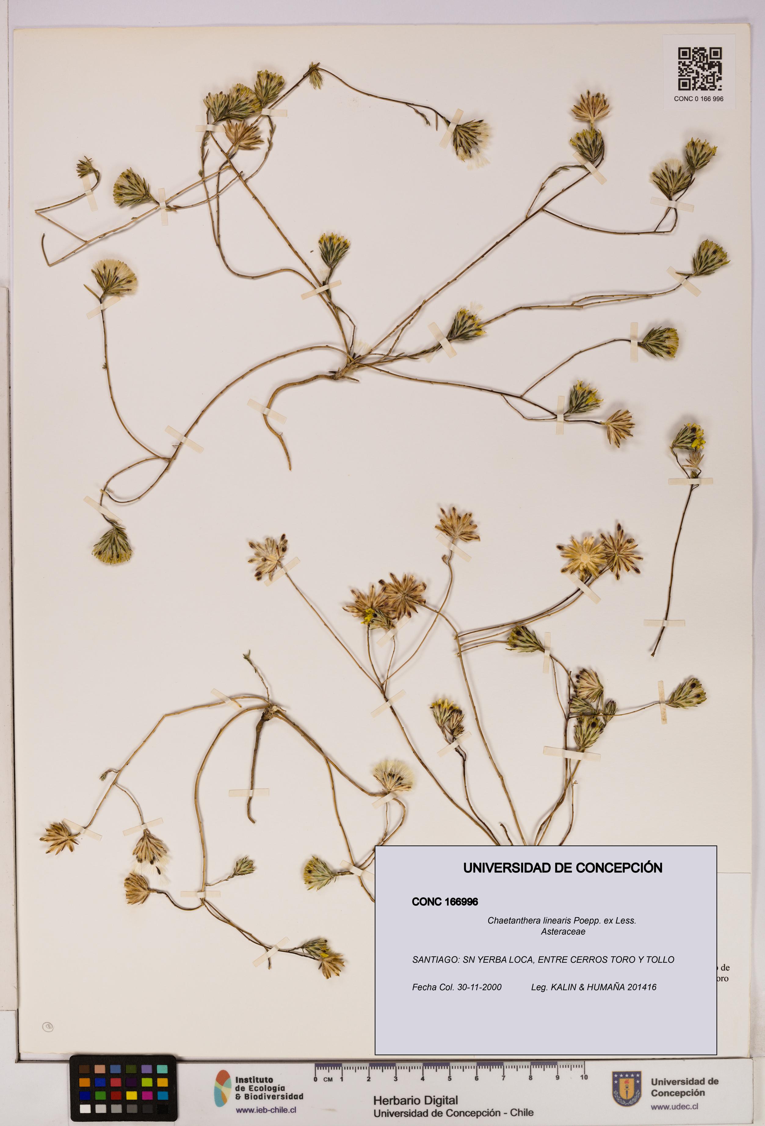 Chaetanthera linearis [Espécimen: UDEC:CONC:0166996]