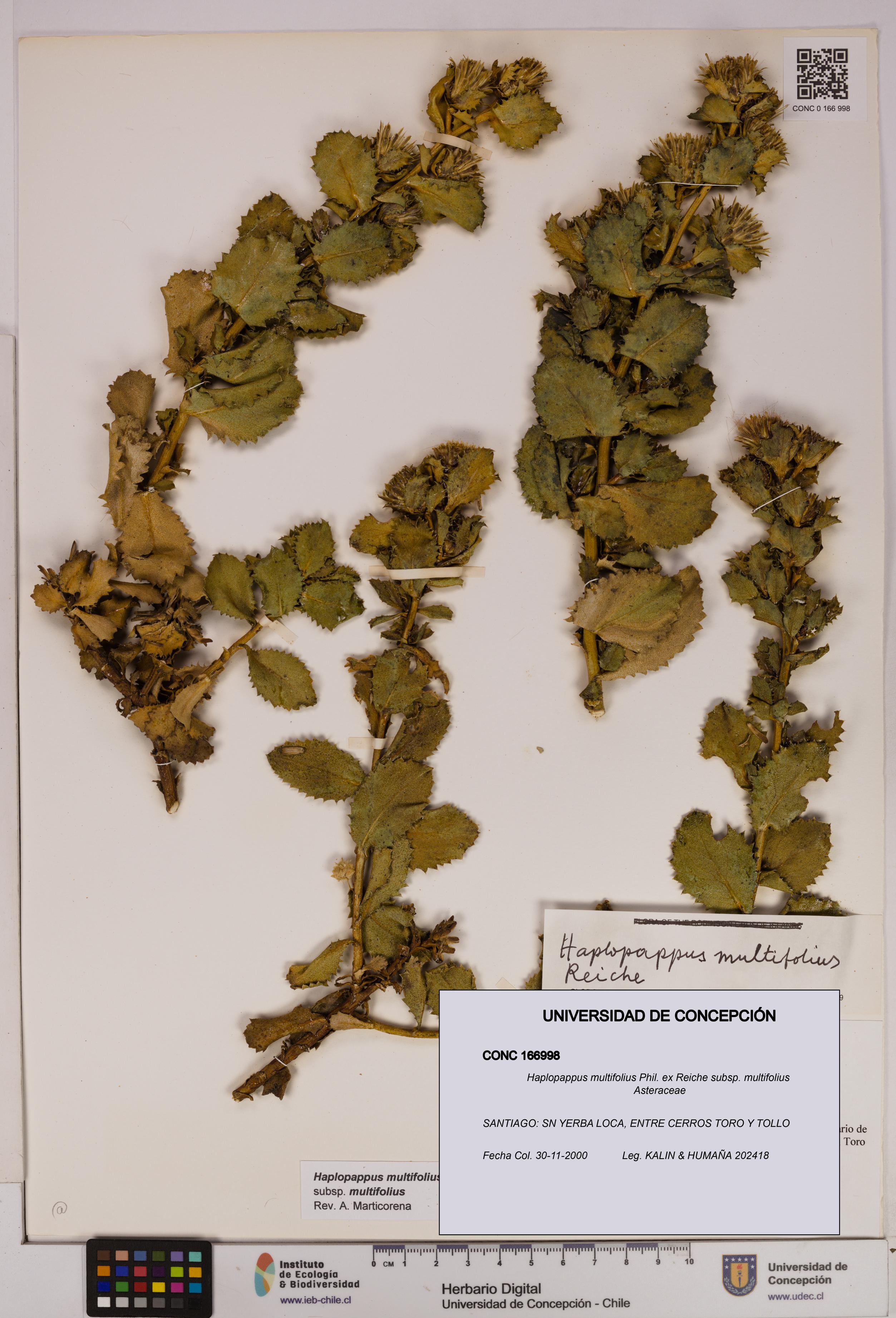 Haplopappus multifolius subsp. multifolius [Espécimen: UDEC:CONC:0166998]