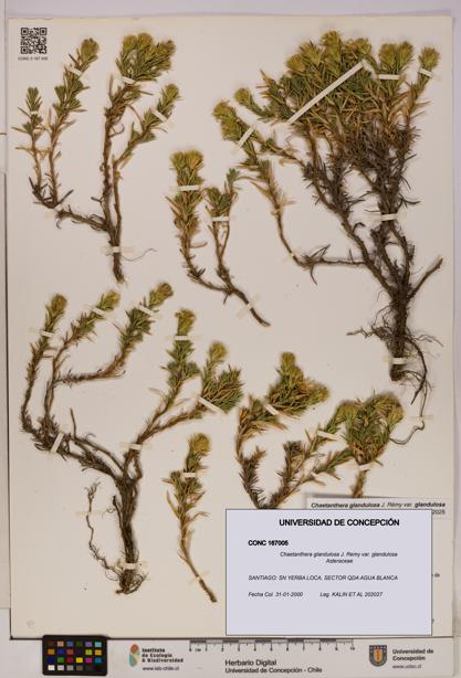 Chaetanthera glandulosa var. glandulosa [Espécimen: UDEC:CONC:0167005]
