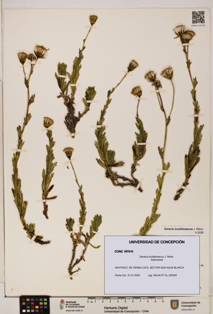Senecio bustillosianus [Espécimen: UDEC:CONC:0167010]