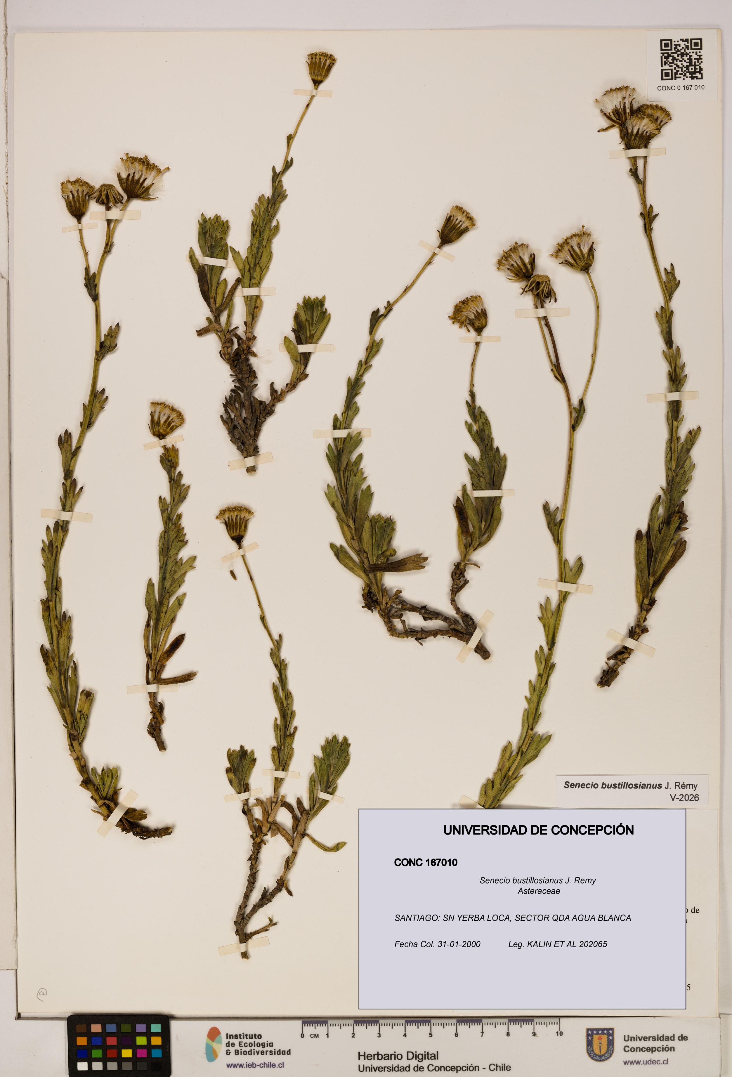 Senecio bustillosianus [Espécimen: UDEC:CONC:0167010]