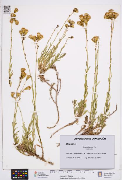 Senecio francisci [Espécimen: ]