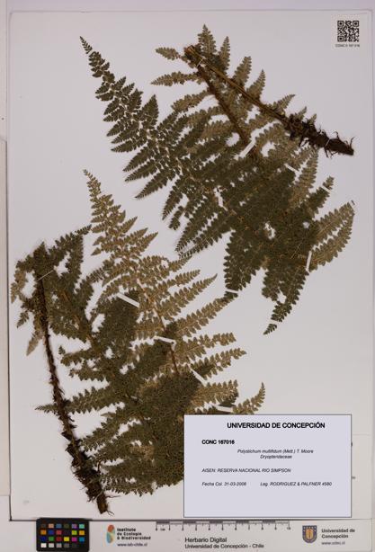 Polystichum multifidum [Espécimen: UDEC:CONC:0167016]