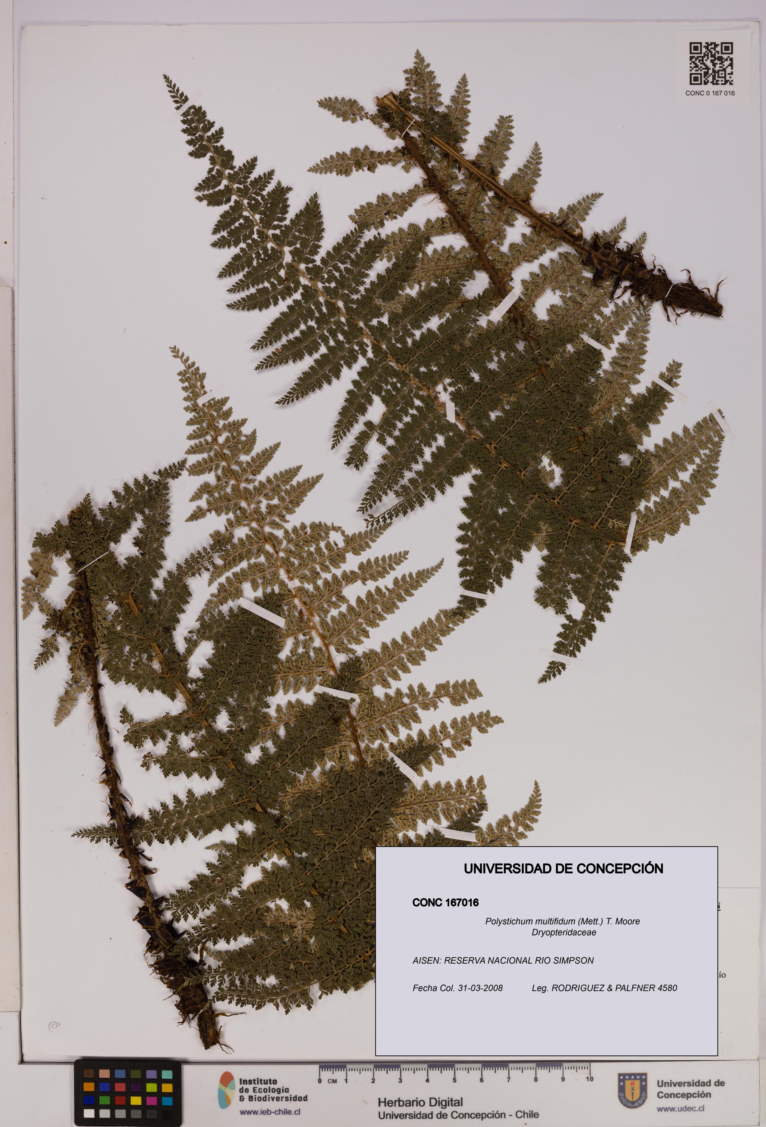 Polystichum multifidum [Espécimen: UDEC:CONC:0167016]