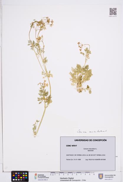 Conium maculatum [Espécimen: ]