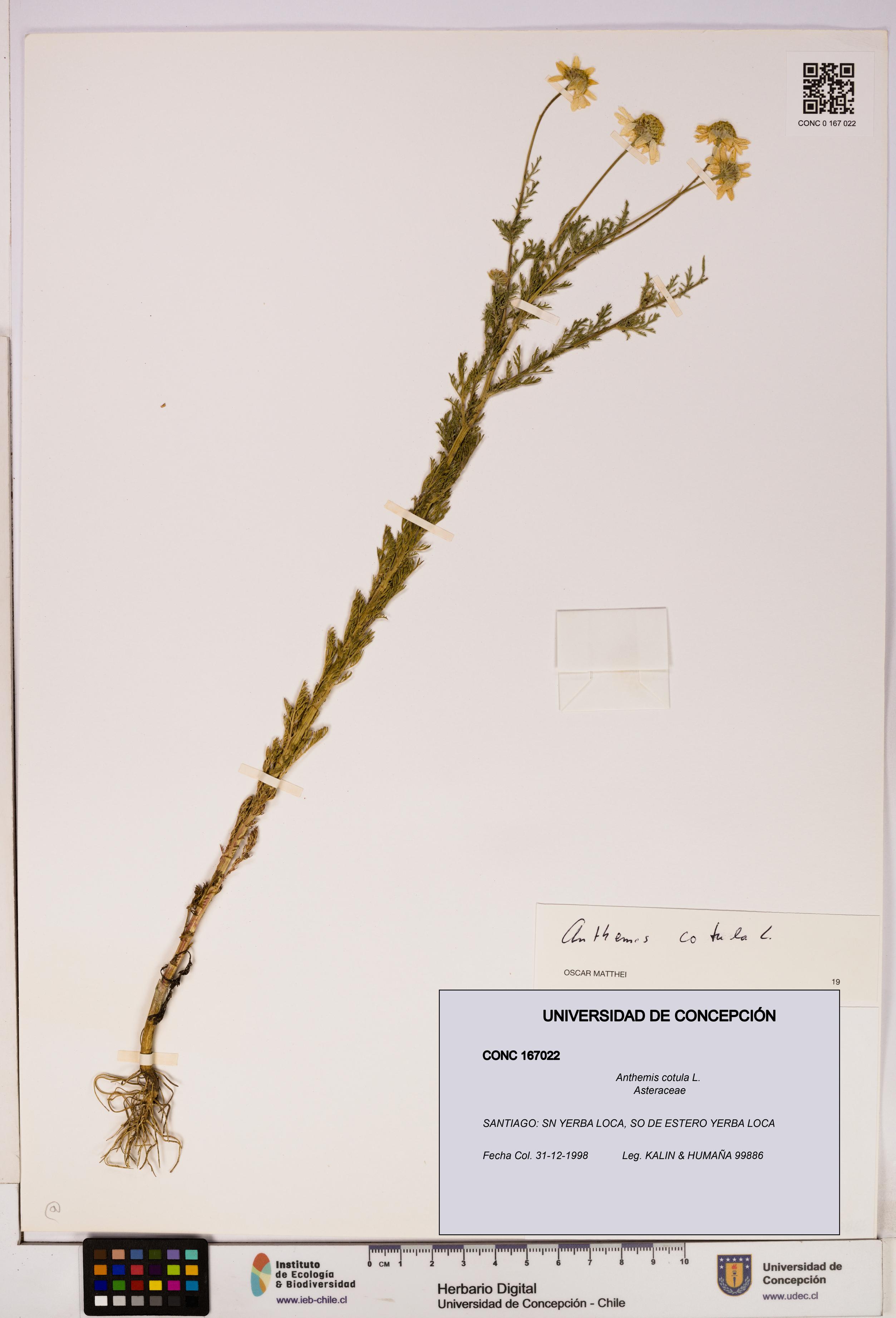 Anthemis cotula [Espécimen: UDEC:CONC:0167022]