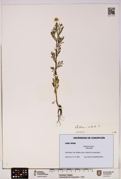 Anthemis cotula [Espécimen: UDEC:CONC:0167023]