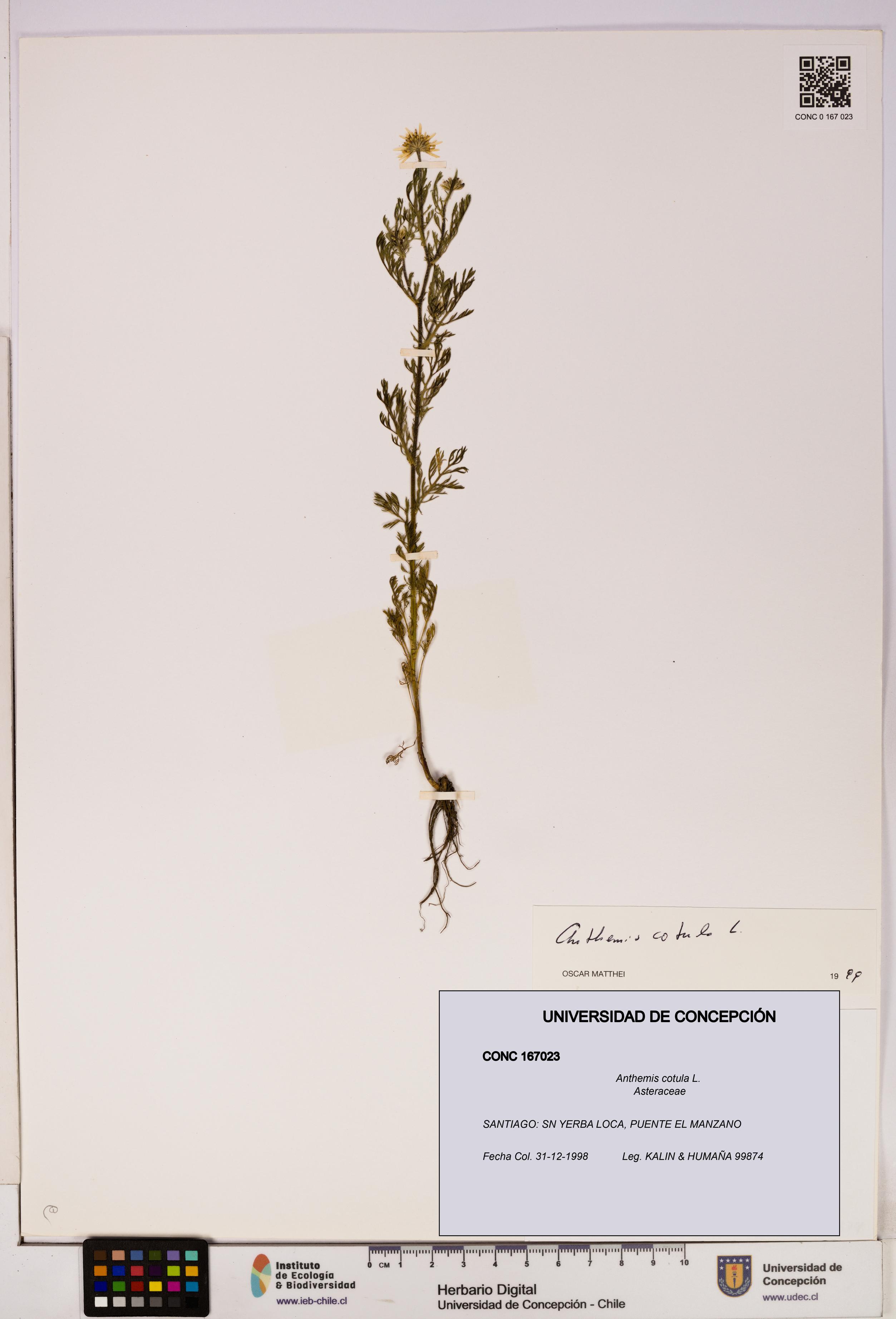 Anthemis cotula [Espécimen: UDEC:CONC:0167023]