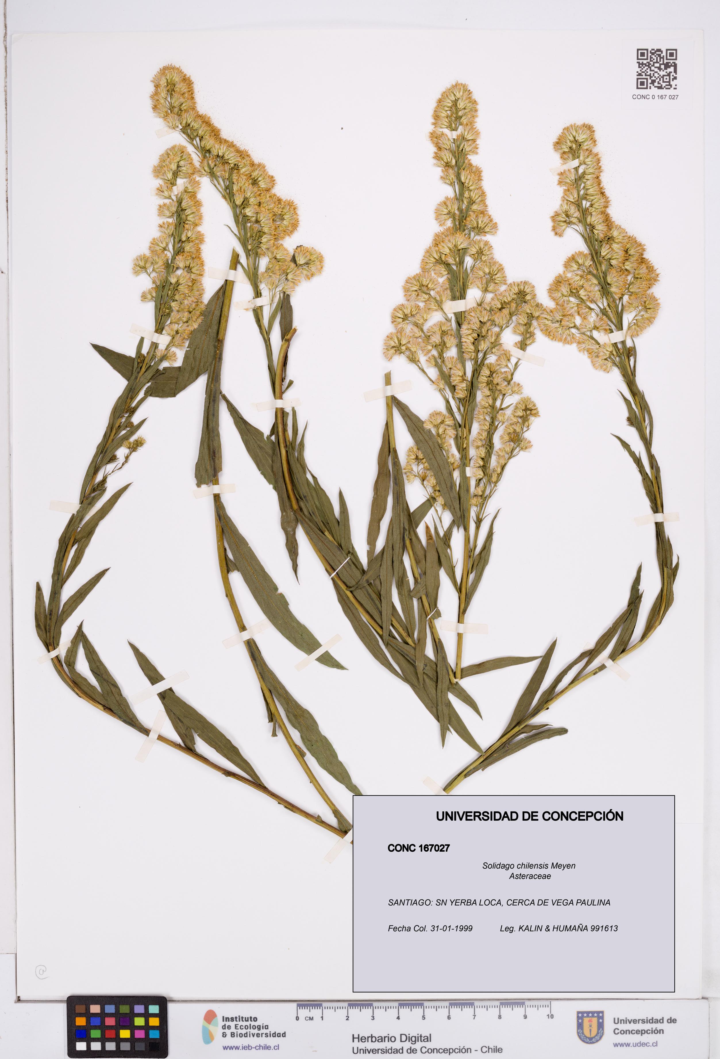 Solidago chilensis [Espécimen: ]