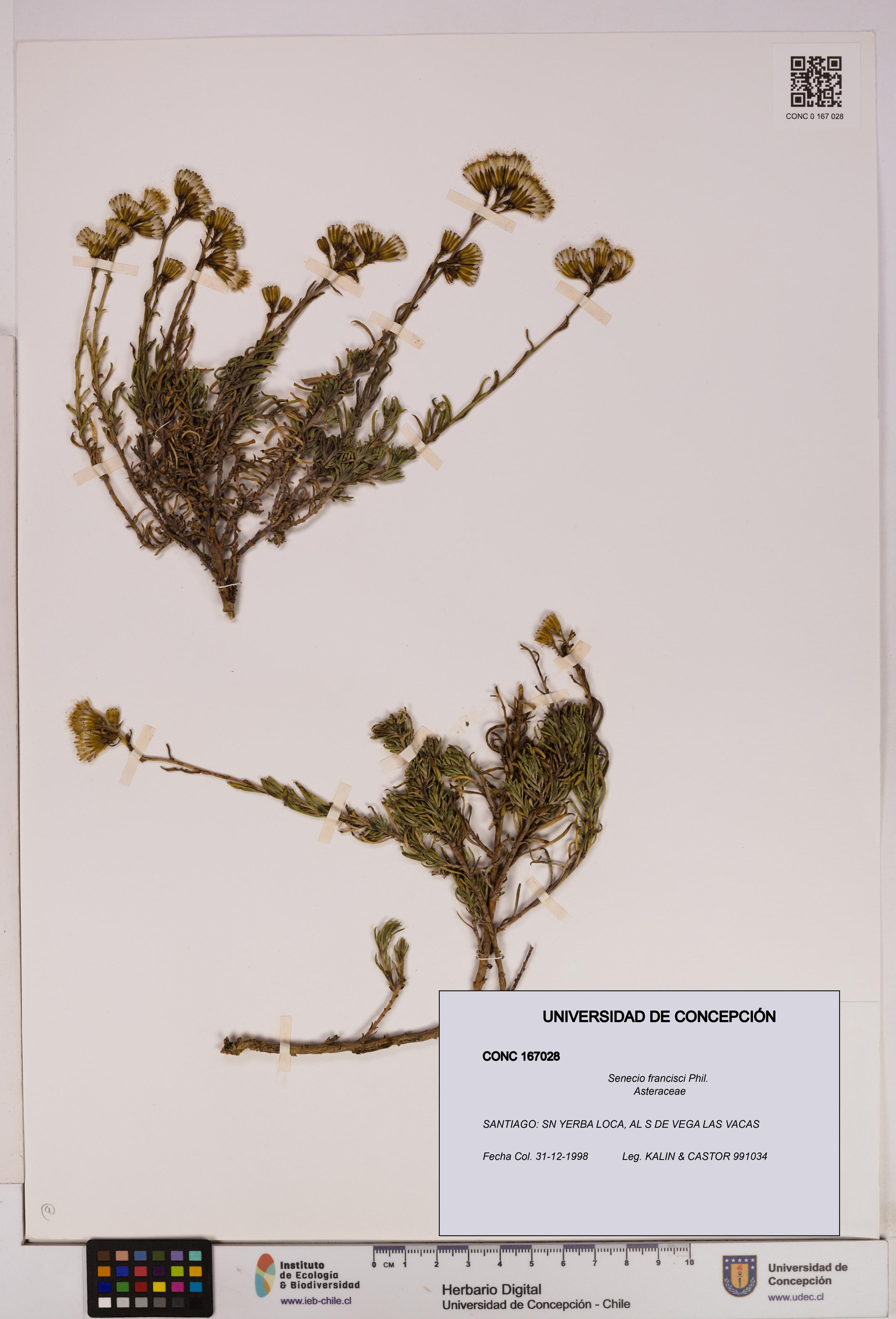 Senecio francisci [Espécimen: UDEC:CONC:0167028]