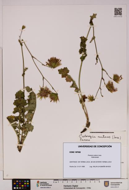 Perezia nutans [Espécimen: UDEC:CONC:0167032]