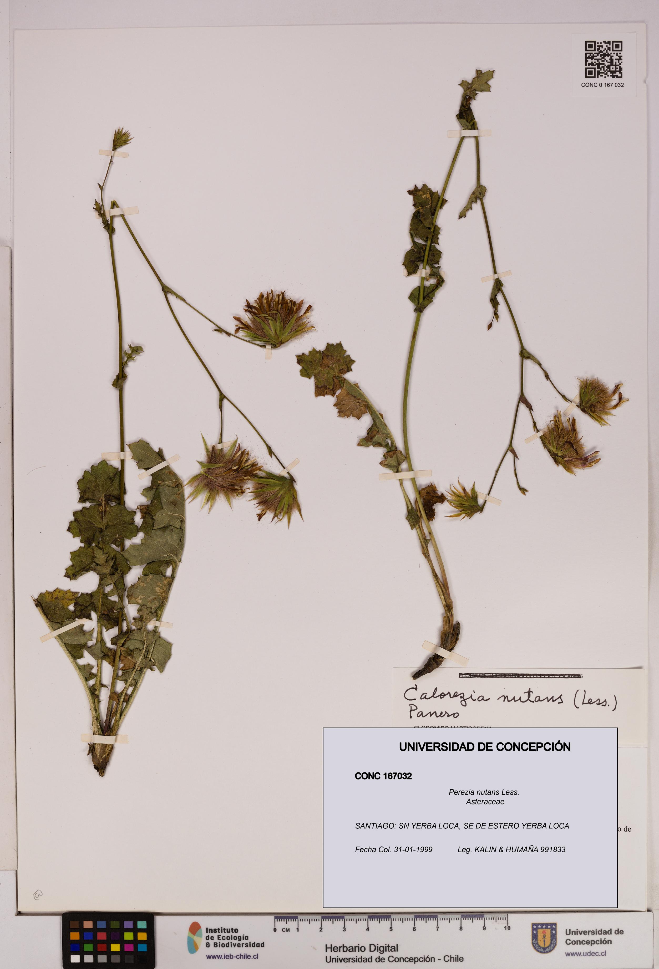 Perezia nutans [Espécimen: UDEC:CONC:0167032]