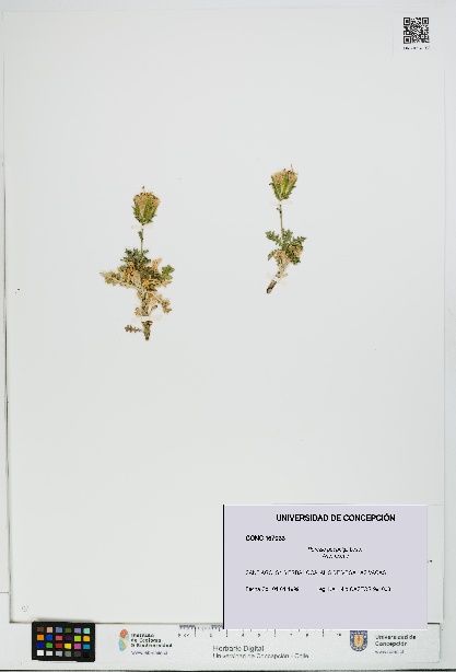 Perezia poeppigii [Espécimen: UDEC:CONC:0167033]