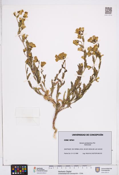 Senecio pentaphyllus [Espécimen: ]