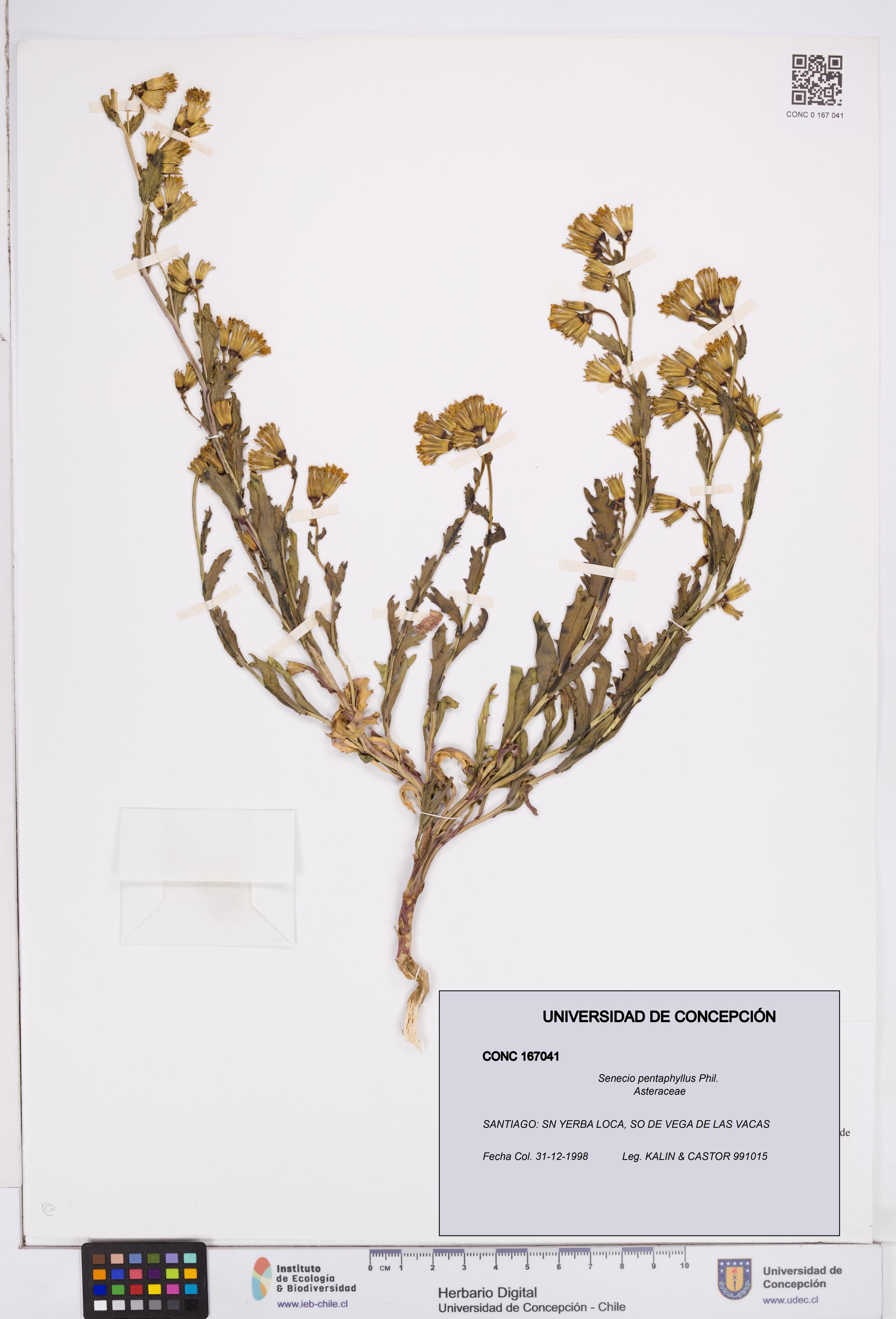 Senecio pentaphyllus [Espécimen: ]