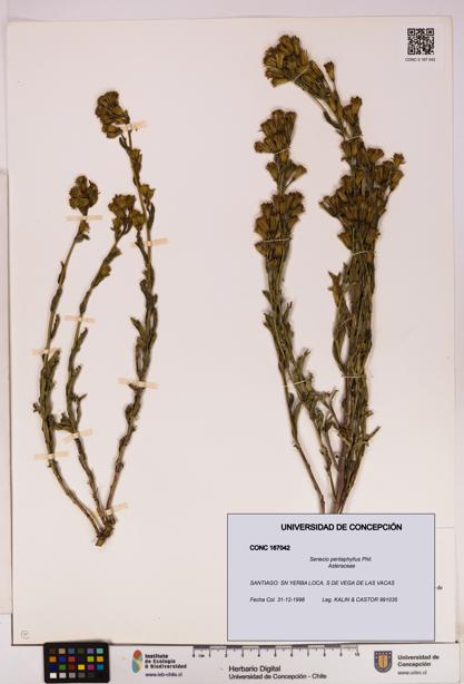 Senecio pentaphyllus [Espécimen: UDEC:CONC:0167042]