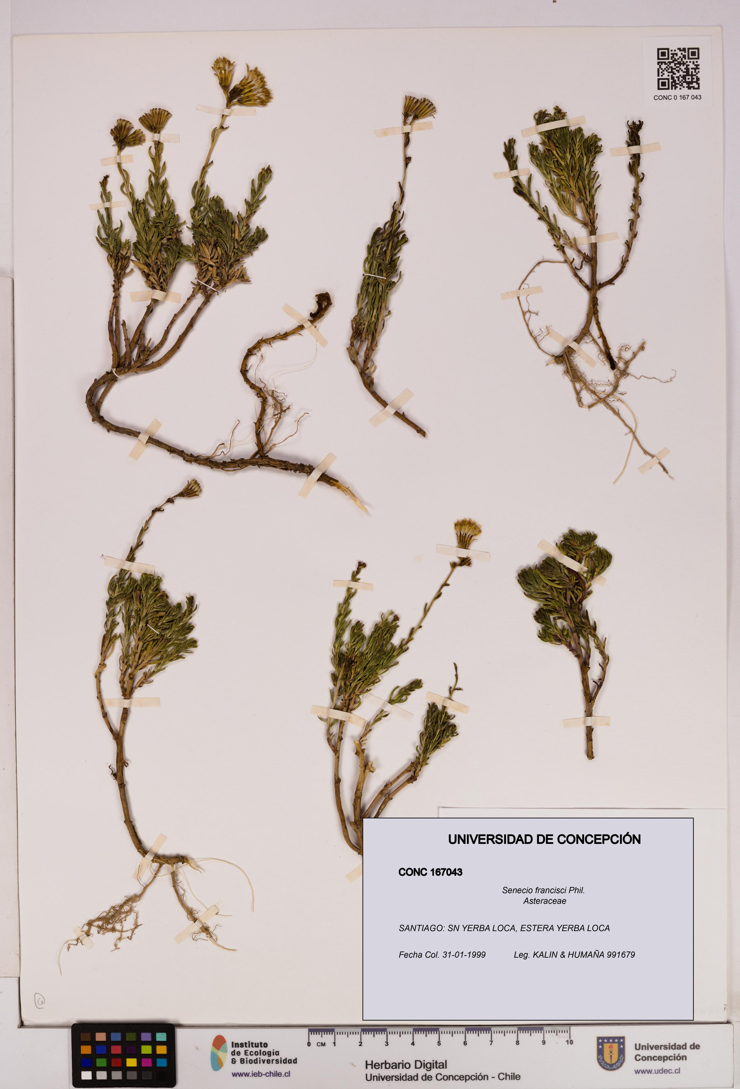 Senecio francisci [Espécimen: UDEC:CONC:0167043]