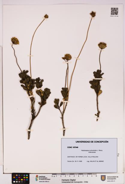 Haplopappus arbutoides [Espécimen: UDEC:CONC:0167049]