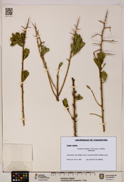 Proustia cuneifolia subsp. cuneifolia [Espécimen: UDEC:CONC:0167051]