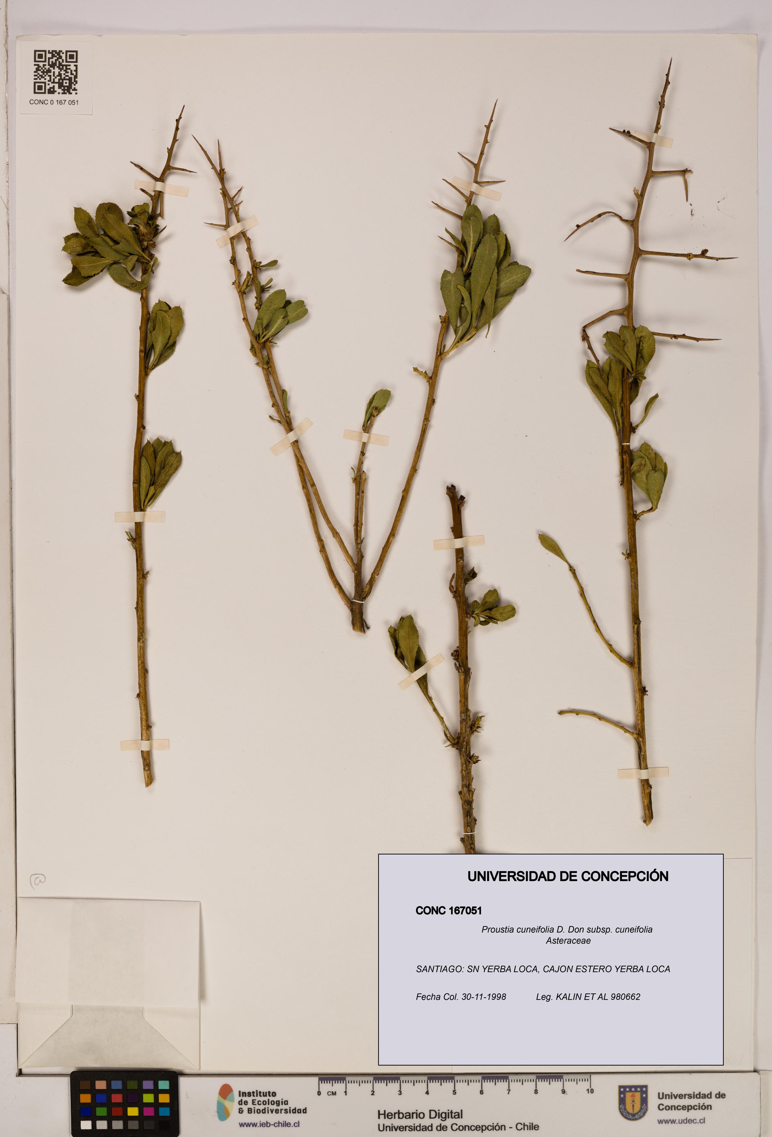 Proustia cuneifolia subsp. cuneifolia [Espécimen: UDEC:CONC:0167051]