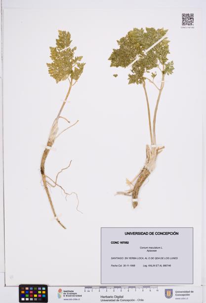 Conium maculatum [Espécimen: ]