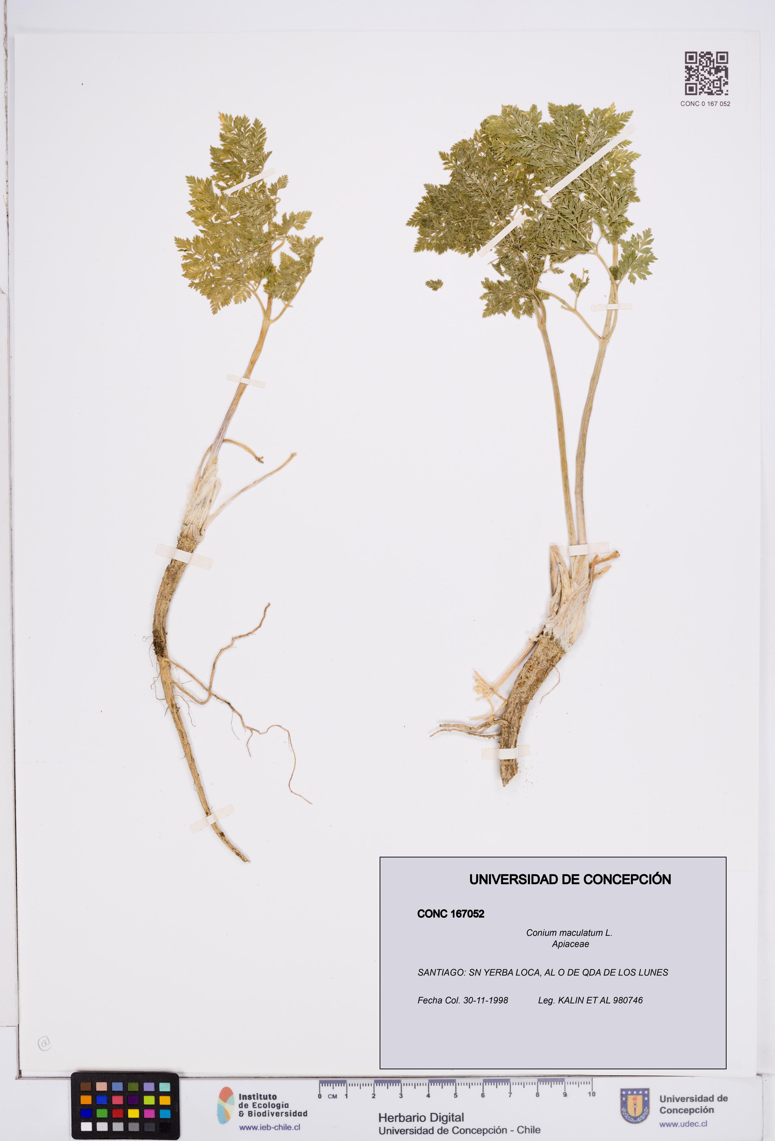 Conium maculatum [Espécimen: ]