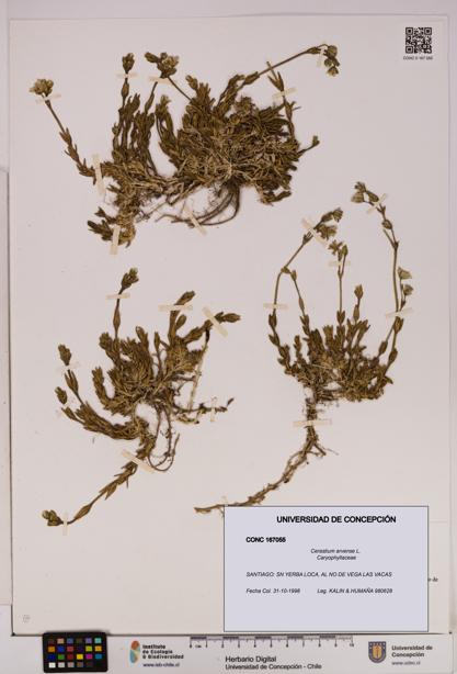 Cerastium arvense [Espécimen: UDEC:CONC:0167055]