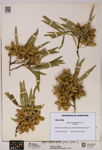 Kageneckia angustifolia [Espécimen: UDEC:CONC:0167066]