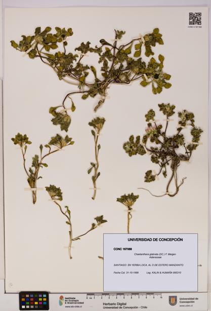 Chaetanthera glabrata [Espécimen: UDEC:CONC:0167068]