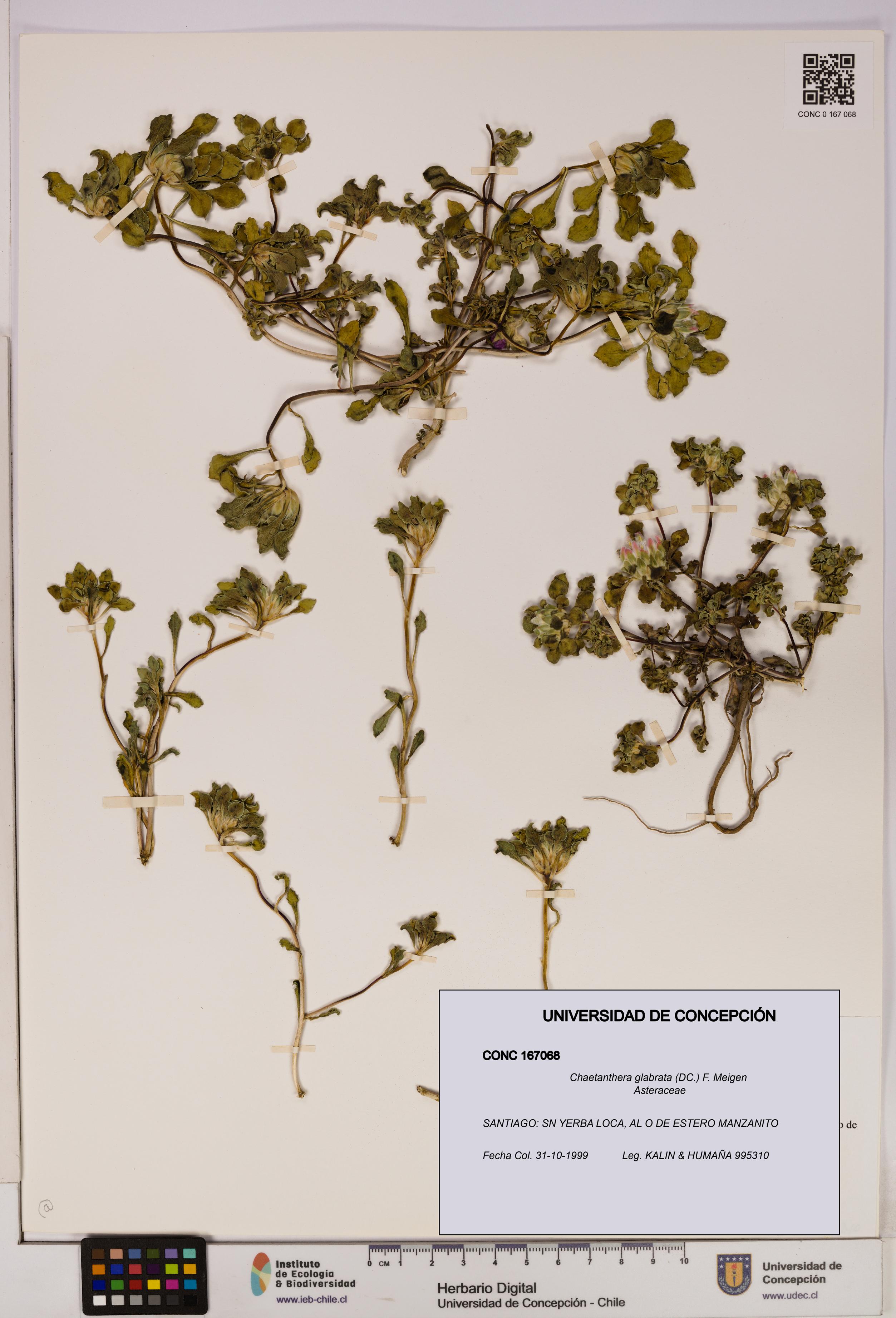 Chaetanthera glabrata [Espécimen: UDEC:CONC:0167068]