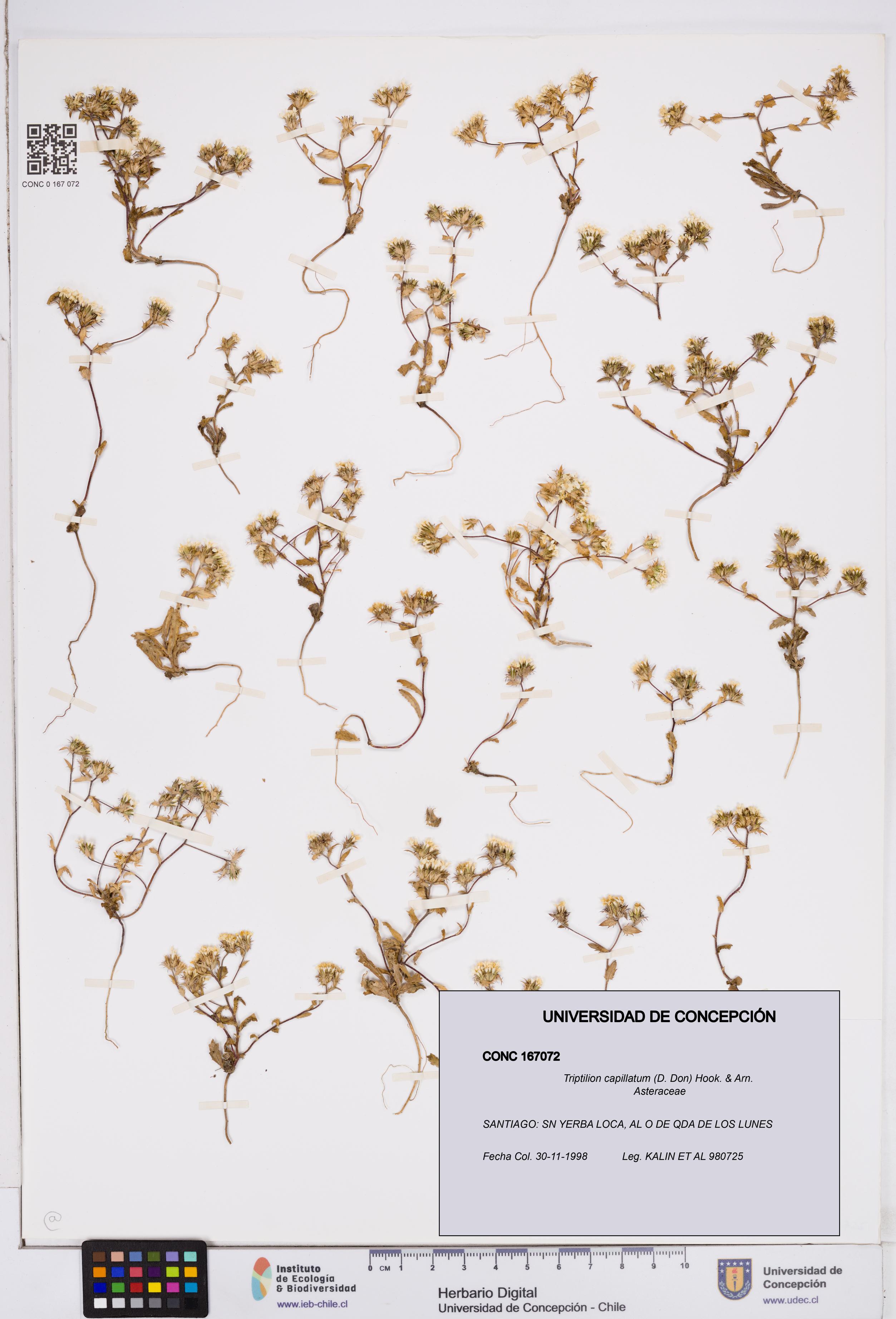Triptilion capillatum [Espécimen: ]
