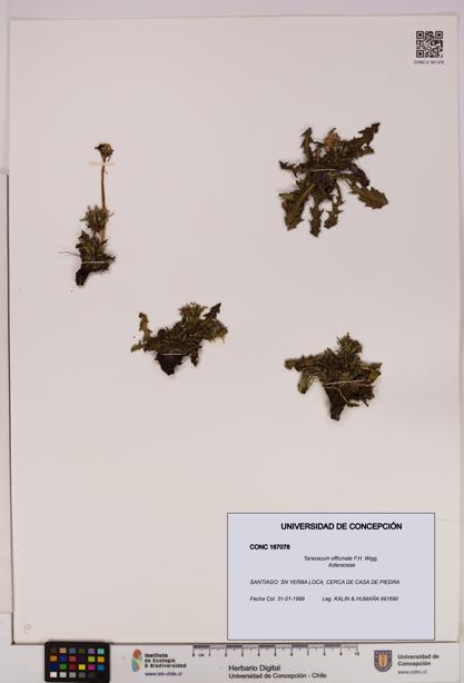 Taraxacum officinale [Espécimen: UDEC:CONC:0167078]