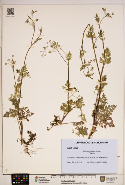 Anthriscus caucalis [Espécimen: ]