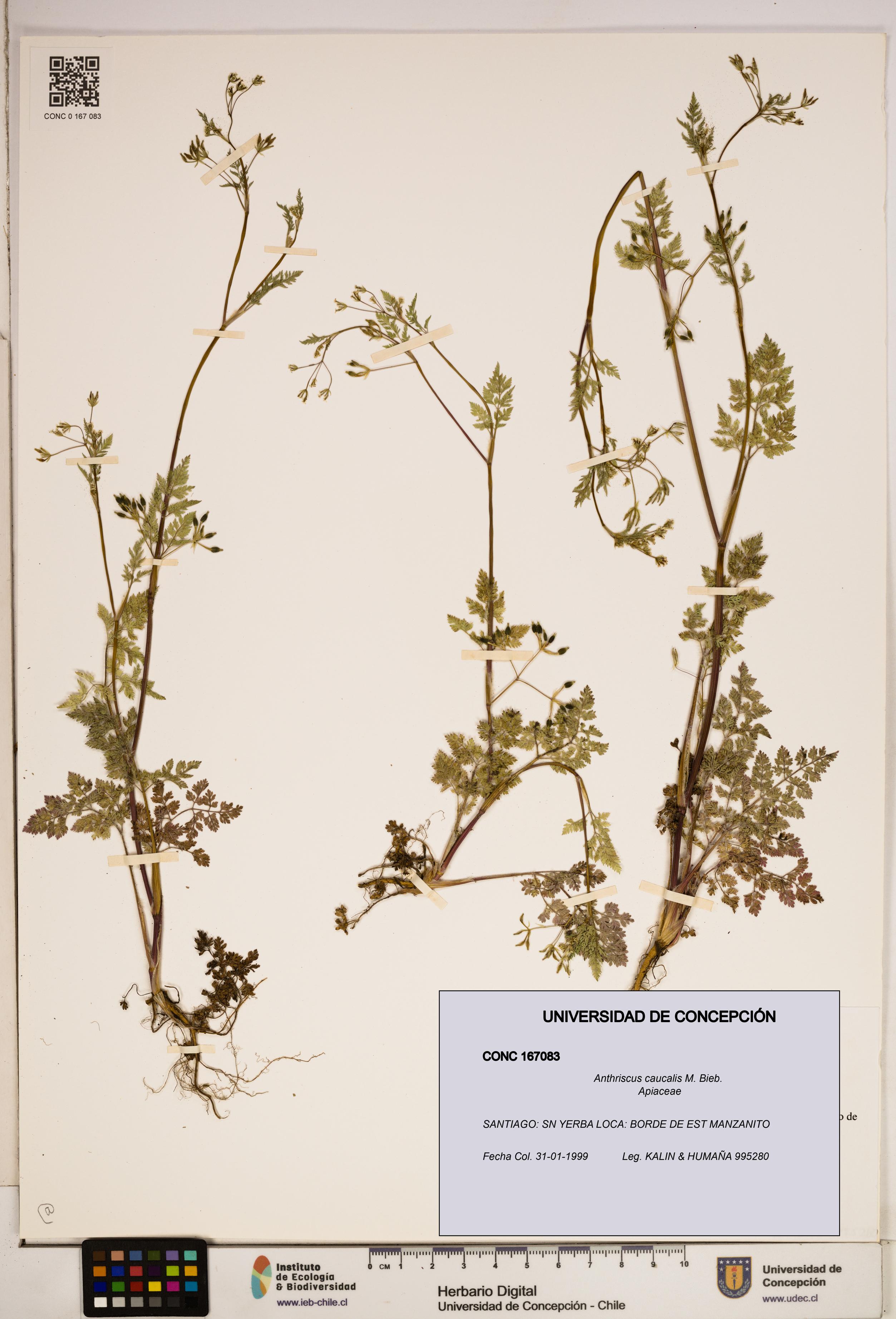 Anthriscus caucalis [Espécimen: ]