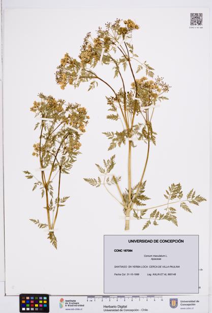 Conium maculatum [Espécimen: ]
